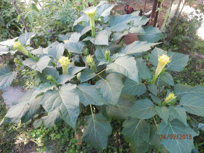 P9243187 - Datura