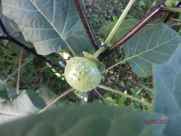 P9243190 - Datura