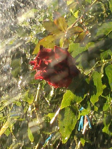 Photo2301 - w-trandafiri si H2O