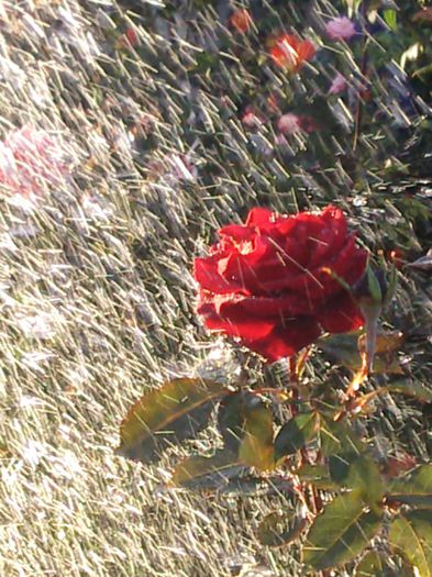 Photo2302 - w-trandafiri si H2O