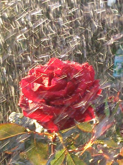 Photo2306 - w-trandafiri si H2O