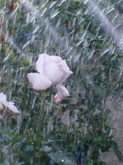 Photo2314 - w-trandafiri si H2O
