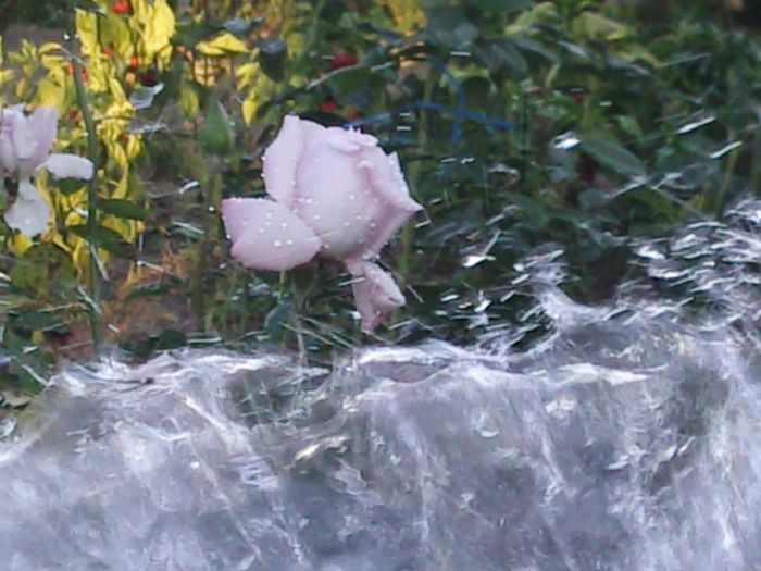 Photo2315 - w-trandafiri si H2O