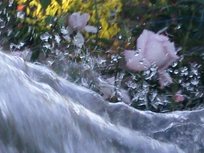 Photo2316 - w-trandafiri si H2O
