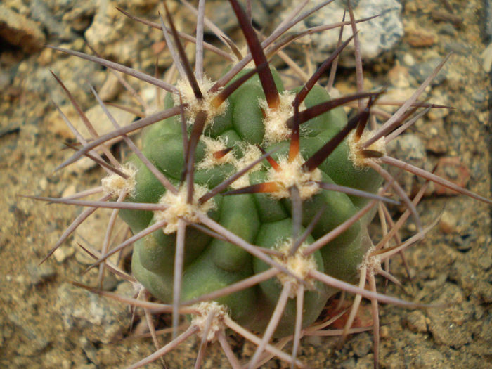 Acanthocalycium catamarcense