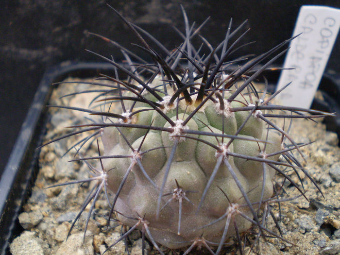 Copiapoa calderana - Copiapoa 2013