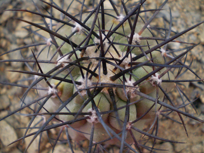 Copiapoa calderana - Copiapoa 2013