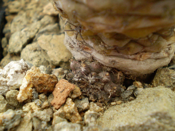 Copiapoa hypogaea