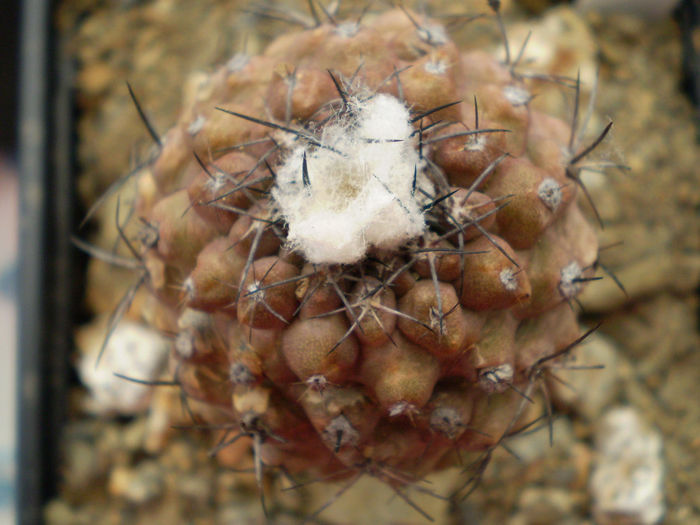 Copiapoa hypogaea - Copiapoa 2013