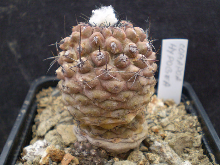 Copiapoa hypogaea - Copiapoa 2013