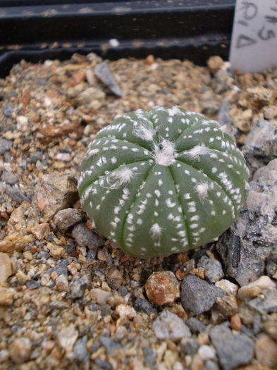 Astrophytum asterias hb