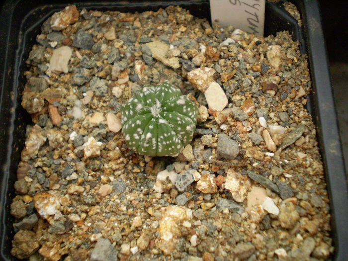 Astrophytum asterias hb