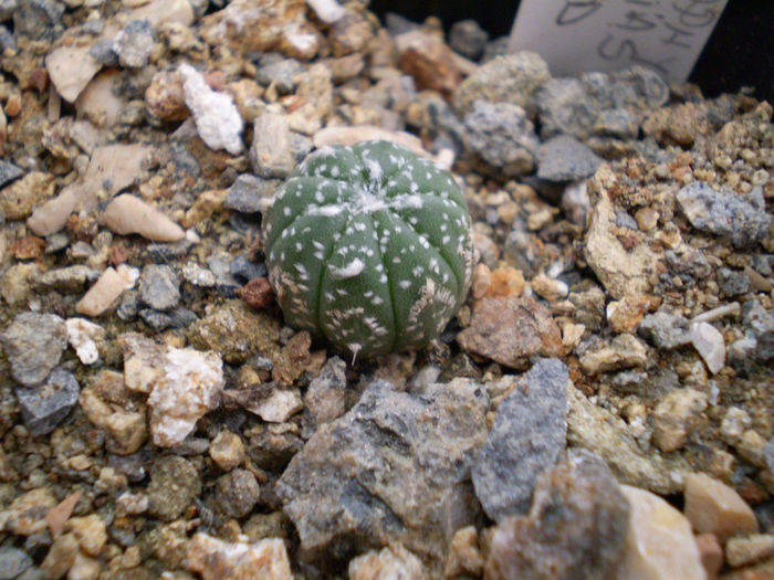 Astrophytum asterias hb