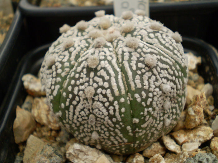 Astrophytum asterias superkabuto - Astrophytum 2013