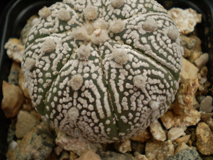 Astrophytum asterias superkabuto - Astrophytum 2013