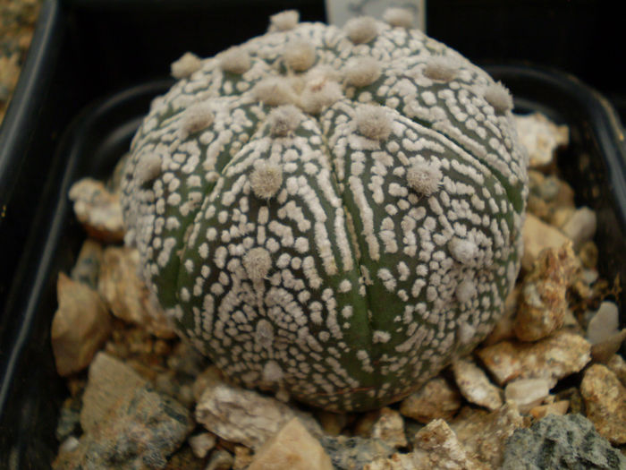 Astrophytum asterias superkabuto - Astrophytum 2013