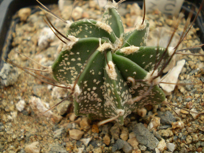 Astrophytum capricorne