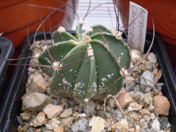 Astrophytum capricorne