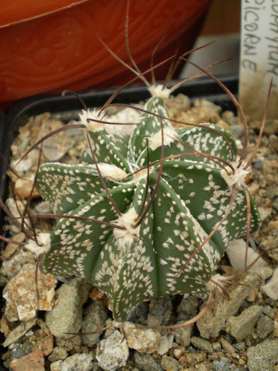 Astrophytum capricorne