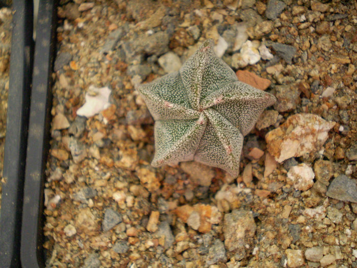 Astrophytum myriostigma - Astrophytum 2013