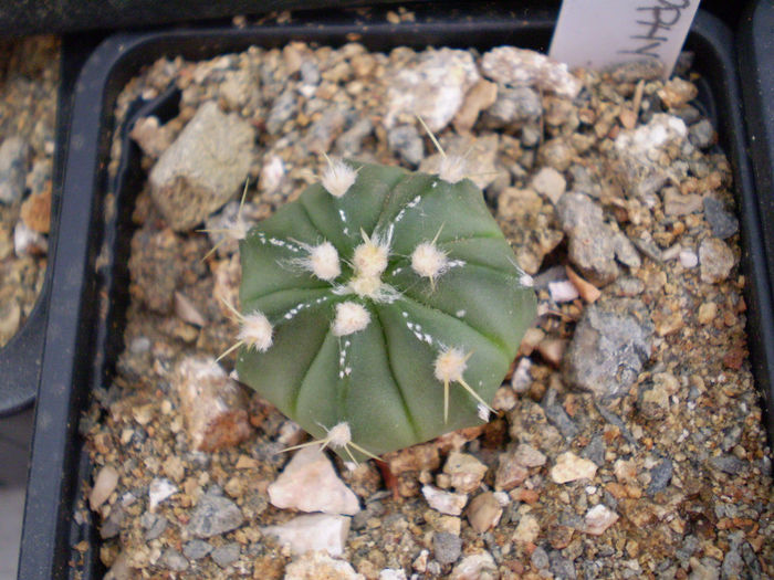 P9220053 - Astrophytum 2013