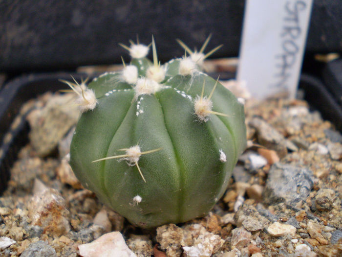 P9220049 - Astrophytum 2013