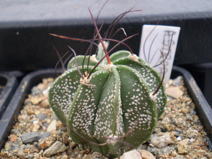 P9220055 - Astrophytum 2013