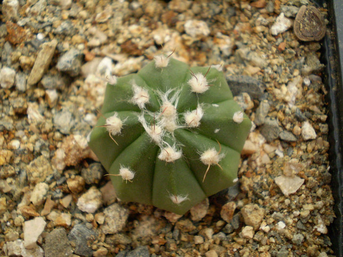 P9220144 - Astrophytum 2013