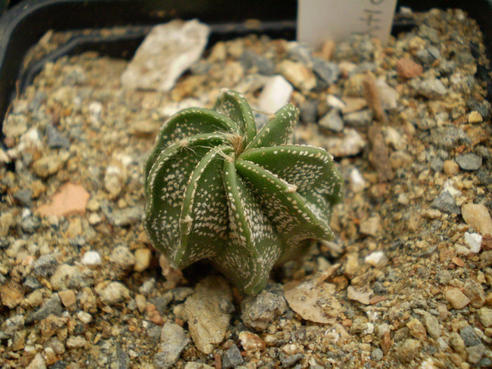 P9220135 - Astrophytum 2013