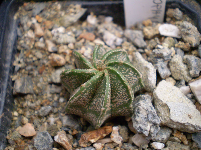 P9220142 - Astrophytum 2013