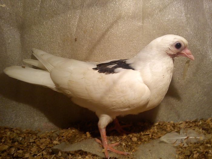 din cazatoare și moriscar