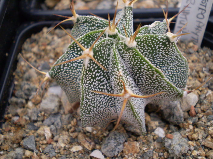 Astropytum ornatum - Astrophytum 2013