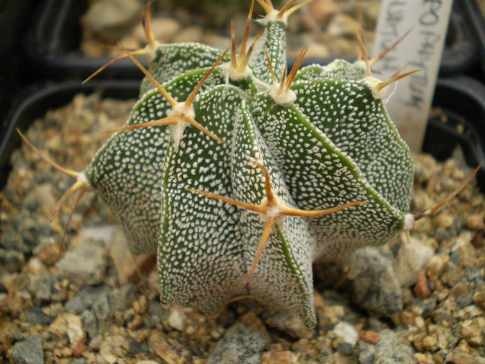 Astropytum ornatum - Astrophytum 2013