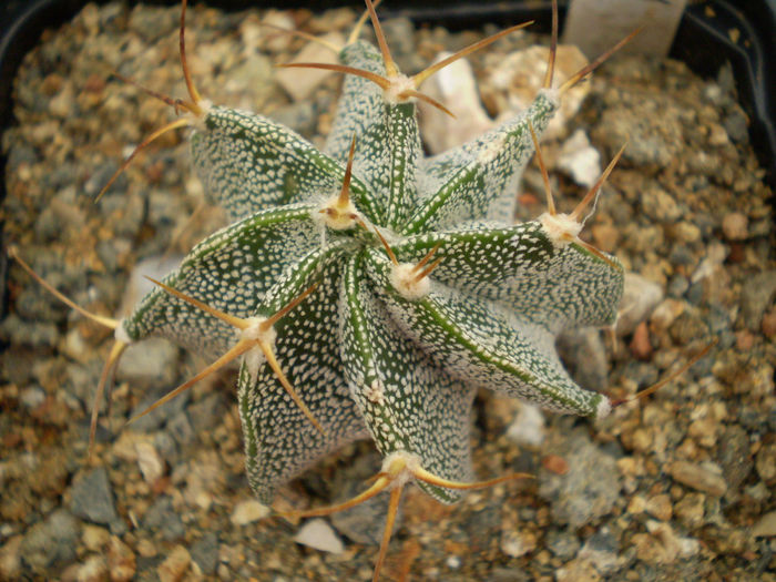 Astropytum ornatum - Astrophytum 2013