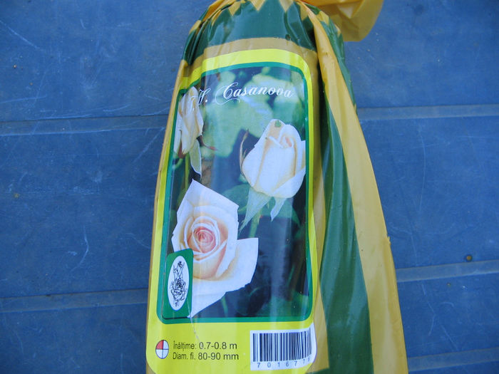 IMG_0225 - Trandafiri achizitii