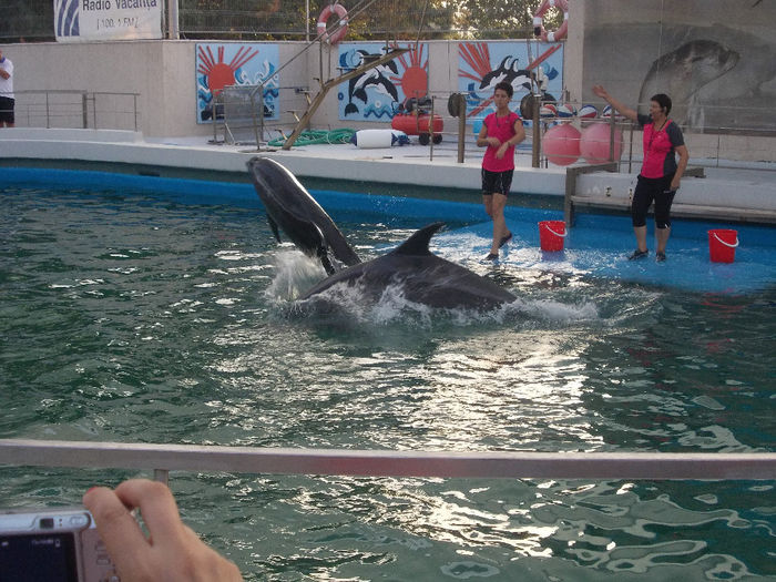 3 - delfini si putin zoo