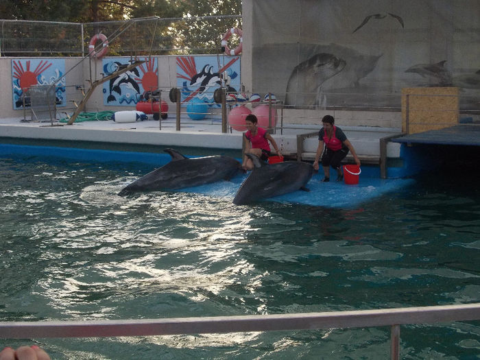 5 - delfini si putin zoo