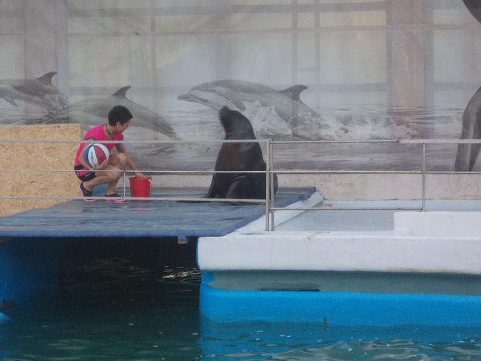 8 - delfini si putin zoo