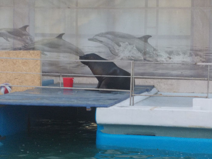 11 - delfini si putin zoo