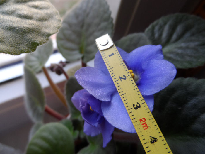 Light Blues - Violete africane