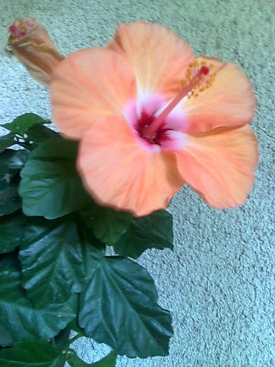 Imagine3752 - HIBISCUS