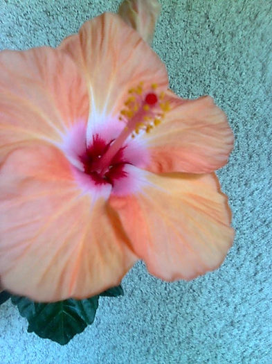 Imagine3751 - HIBISCUS