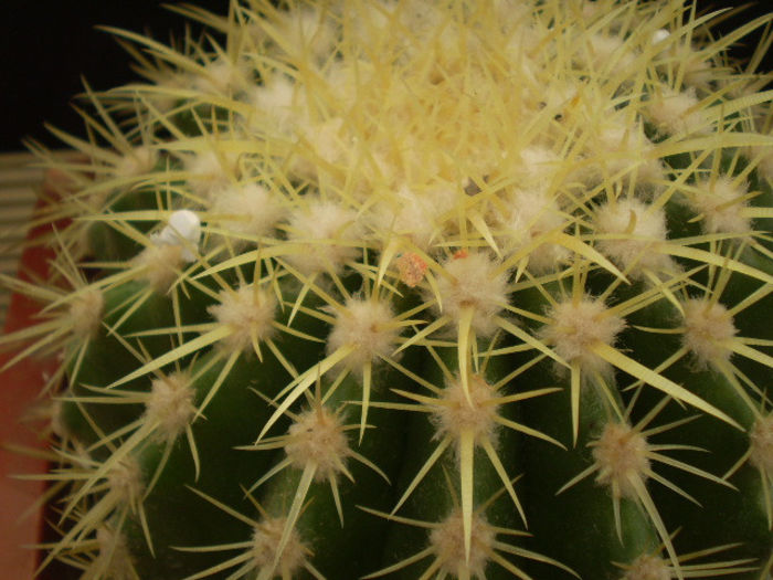 P2210082 - Echinocactus 2013