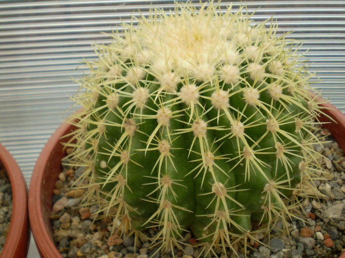 P9220204 - Echinocactus 2013