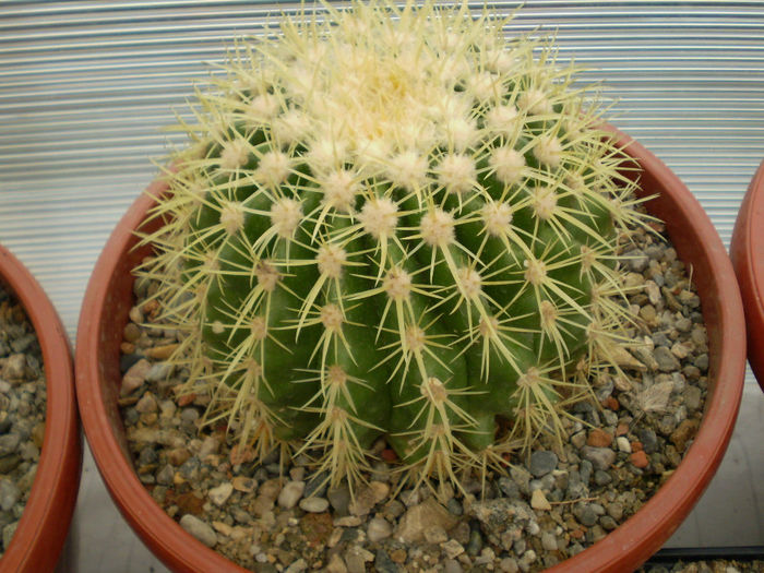 P9220205 - Echinocactus 2013