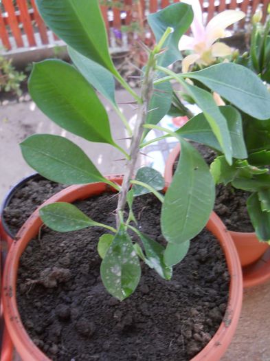 Coroana lui Iisus - flori de interior 2013