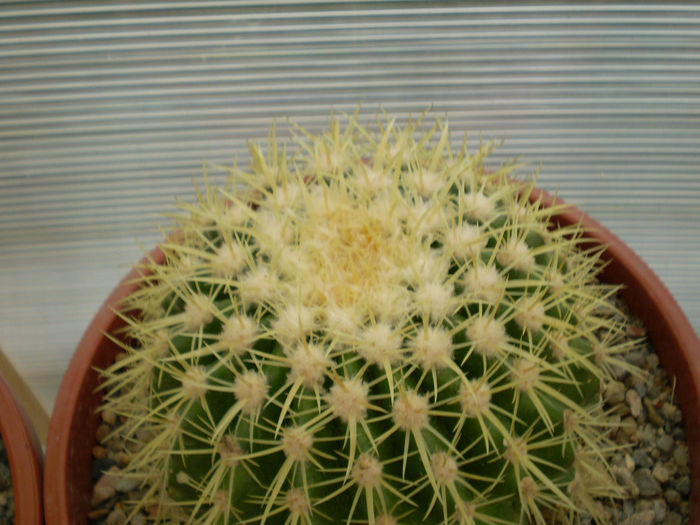 P9220206 - Echinocactus 2013