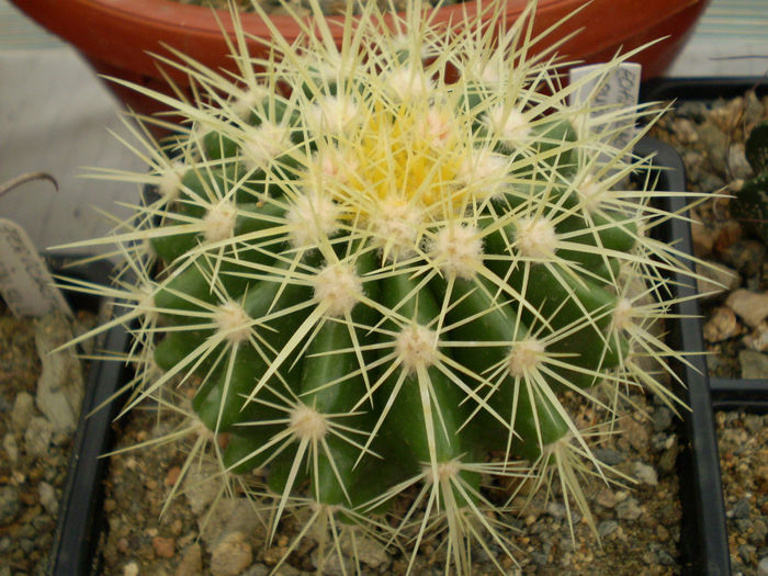 P9220202 - Echinocactus 2013