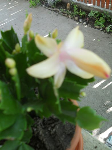 DSCN1507 - flori de interior 2013