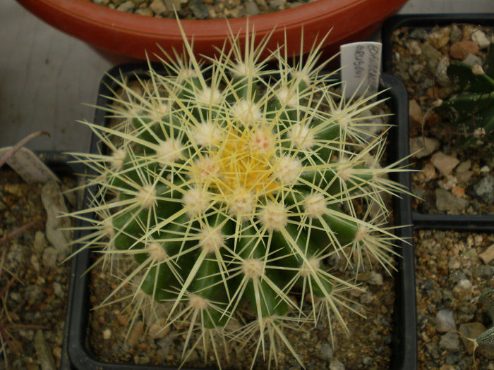 P9220209 - Echinocactus 2013